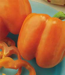 Orange Belle II Hybrid Sweet Pepper